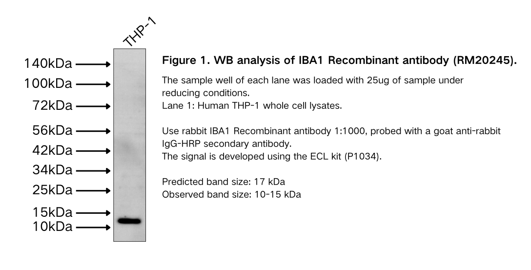 IBA1 Recombinant antibody