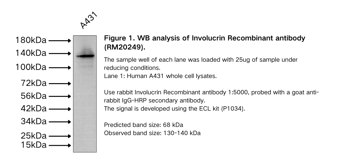 Involucrin Recombinant antibody